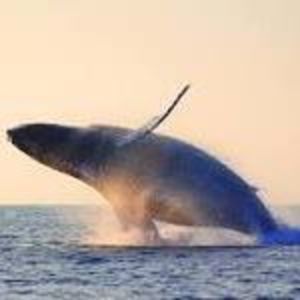 Meet your Posher, Logan